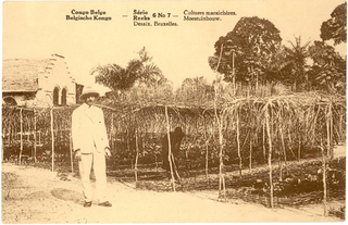 Illustration for article titled A New Way to See the Old Congo